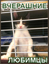 приют кошек Вчерашние Любимцы